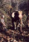 elephant1_sm.jpg (12384 bytes)