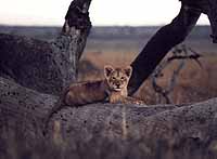 lion_cub_sm.jpg (9117 bytes)