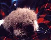 seaotter_sm.jpg (10761 bytes)